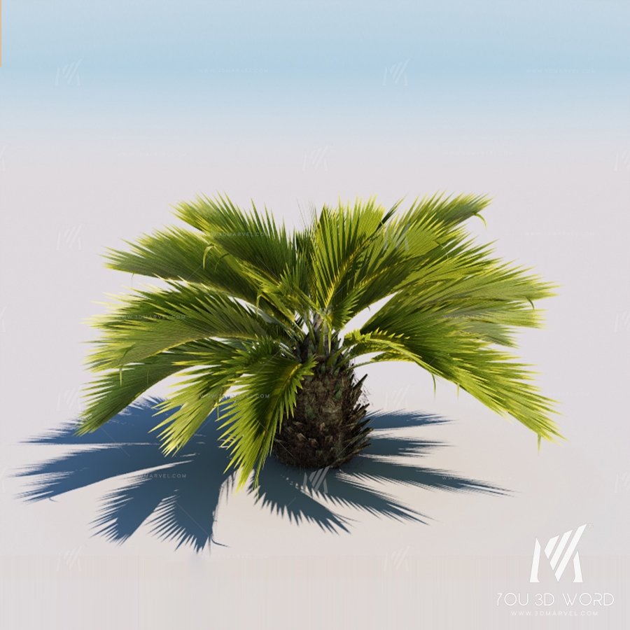 Palm